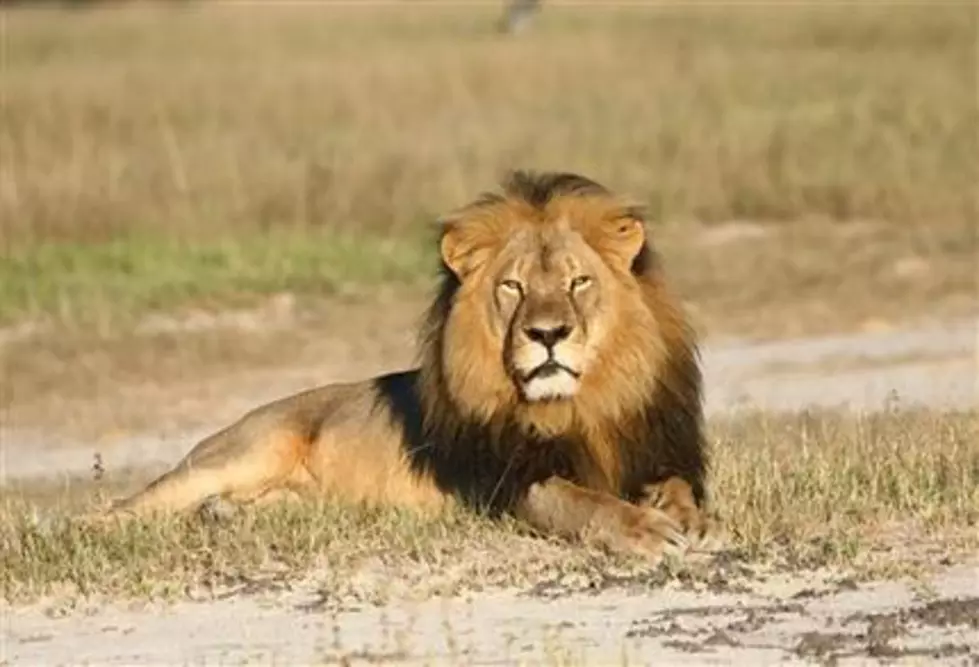 The Death of Cecil the Lion Spurs Proposed NJ Legislation
