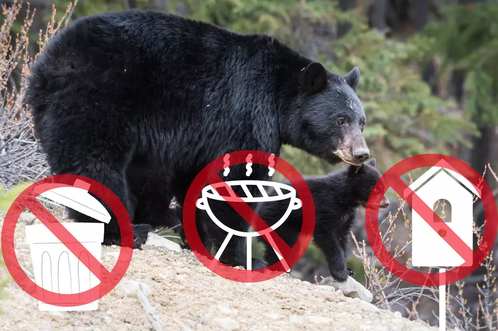 NJ Issues Warning: Black Bears are Waking Up and They’re Hungry