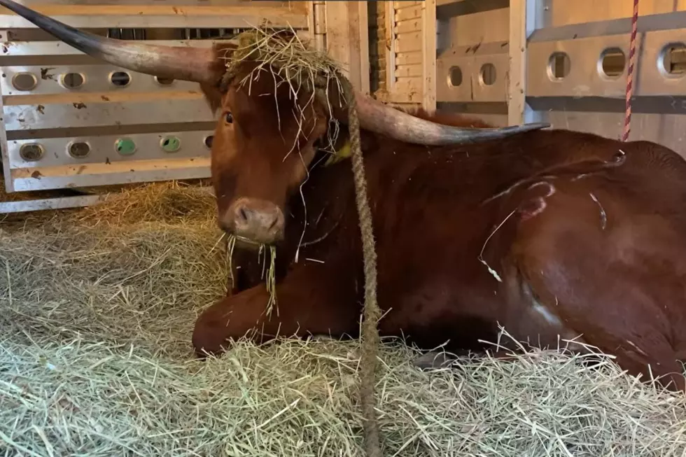 Here’s what happened to the bull at Newark Penn Station