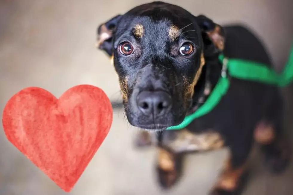 Overcrowded shelters across NJ — how you can help