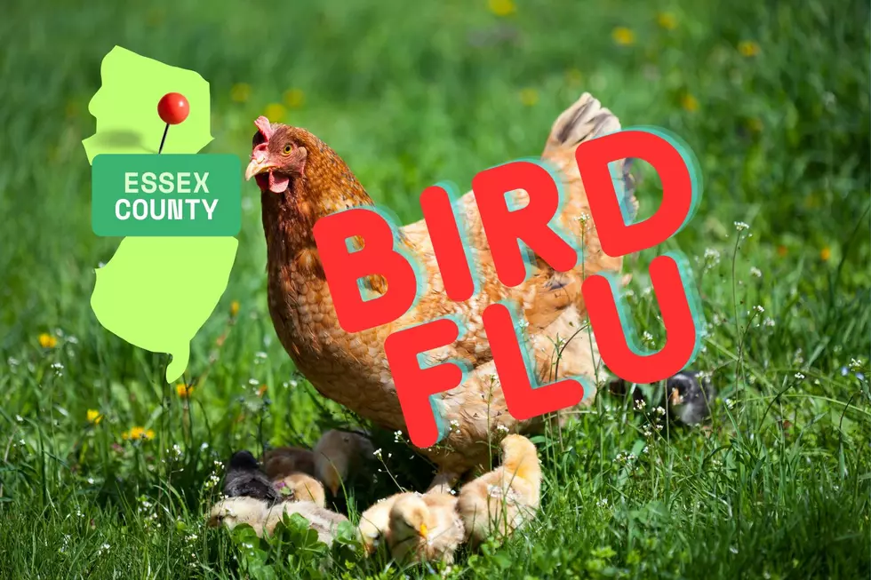 Live poultry market in Essex County is under quarantine after bird flu detection