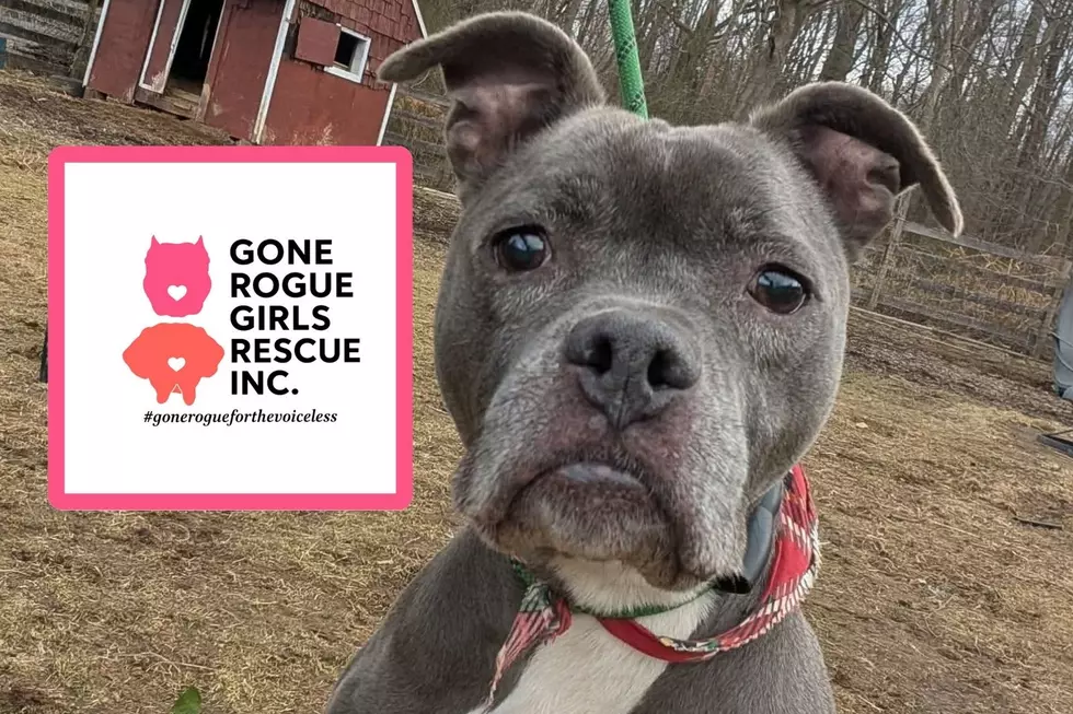 Flood wipes out lifesaving supplies for S. Jersey dog rescue
