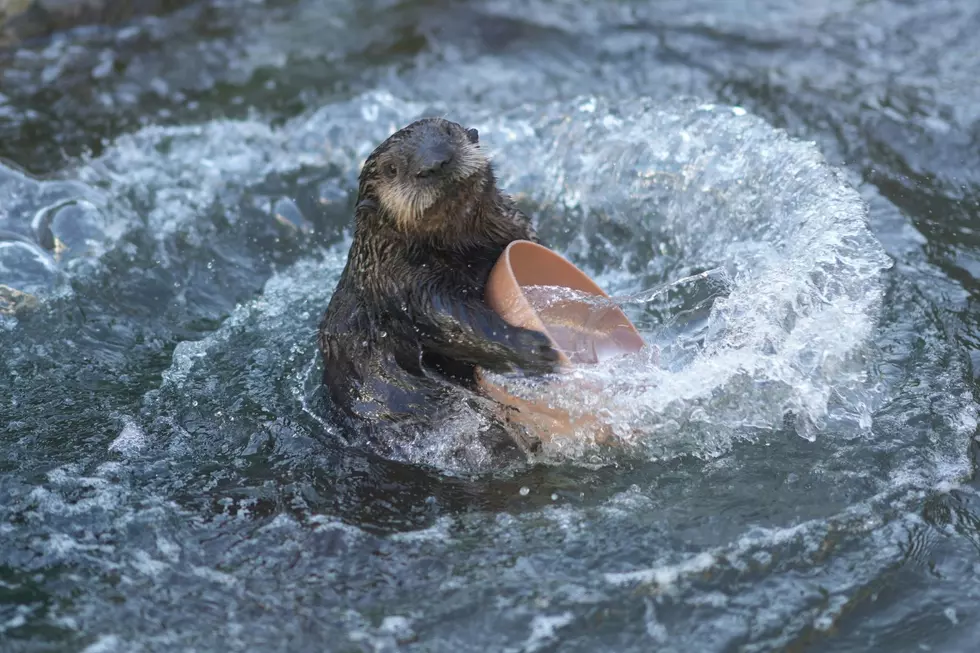 RIP: Ariel The River Otter From The Cape May Zoo Has Died