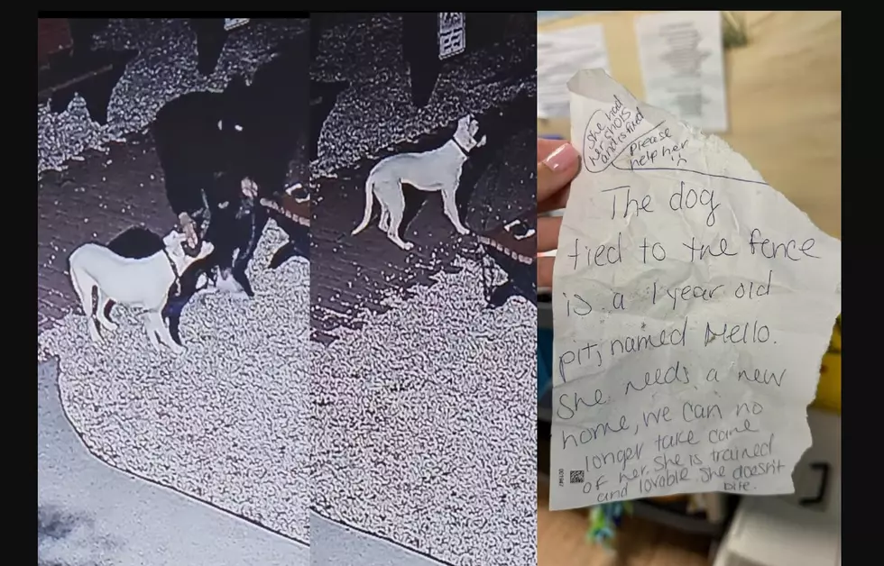 Dog Dumping: The Worst Ever at South Jersey Shelters