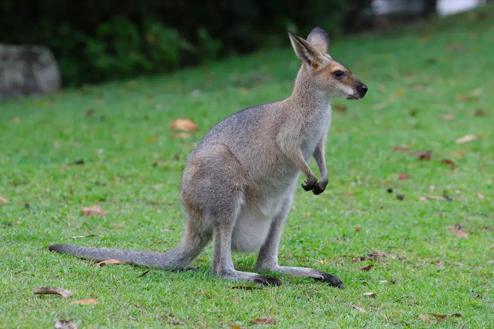 Police, Zoo Workers Searching for Escaped Wallaby in Cape May Court House, NJ